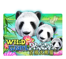 Wild Giant Panda - TERRABET168